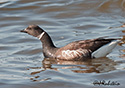 Branta bernicla